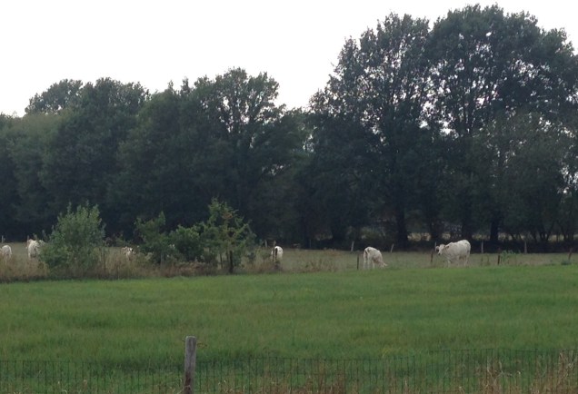 7A5FD300-FCEF-450F-963A-806F4476B83E